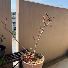 【スモークツリー】大人気のスモークツリー！！   ガーデニング  植物