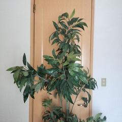 新品　期間限定　【マンゴー】人工観葉植物　マンゴーの画像