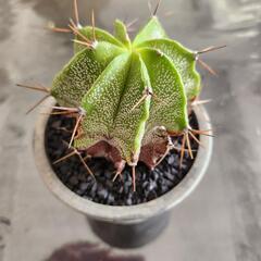 多肉植物　般若(ハンニャ)の画像