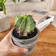 多肉植物　般若(ハンニャ)の画像