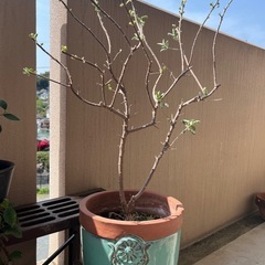 【レウコフィルム】ピンクの可愛い花が繰り返し咲きます！  ガーデ...