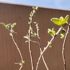 【レウコフィルム】ピンクの可愛い花が繰り返し咲きます！  ガーデニング  植物の画像