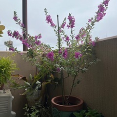 【レウコフィルム】ピンクの可愛い花が繰り返し咲きます！  ガーデニング  植物の画像