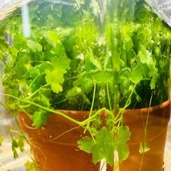 水草
