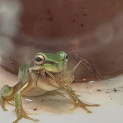 イエアメガエルの画像
