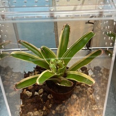 イエアメガエルの画像