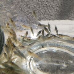 ミナミ ヌマエビの画像