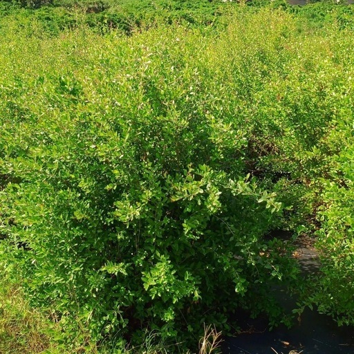 ヘナ 沖縄県産 白髪染め 500g