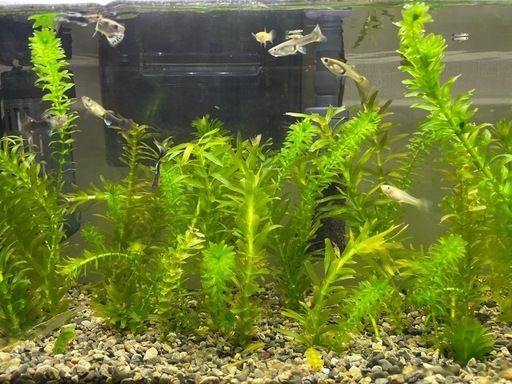 Gex 水槽60cm LEDフィルター　温度計　グッピーセット
