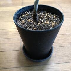 観葉植物 ウンベラータ の画像