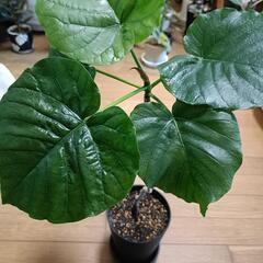 観葉植物 ウンベラータ 