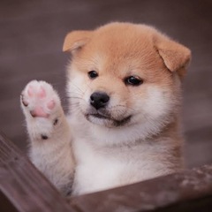 犬と戯れたい！！！