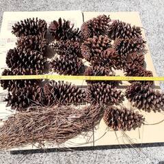 大きな松ぼっくり 約14～16cmが17個、約10cmが3個 