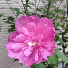 ムクゲの木【取引終了】