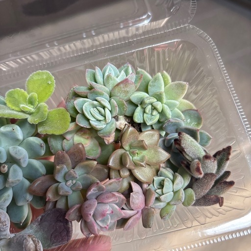 多肉植物カット苗j (くるり) 小牧原の家庭用品《ガーデニング 多肉植物カット苗j (くるり) 小牧原の家庭用品《ガーデニング