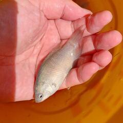 琉球闘魚ペアの画像