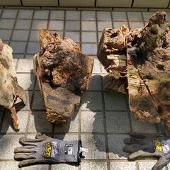 月桂樹の切株