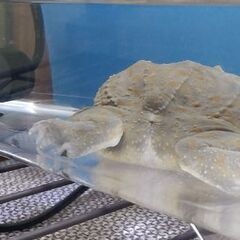 バジェットガエル (バジェットフロッグ)