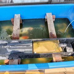 400L水槽　鯉３匹　ろ過器 鯉 3匹 400L水槽 ろ過器 エアー1