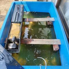 鯉 3匹 400L水槽 ろ過器 エアー1