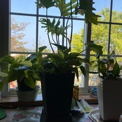 観葉植物