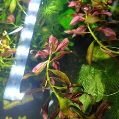 水草　ルドヴィジア