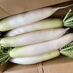 【在庫5】千葉県産Lサイズずっしり大根8本1箱入荷しました☆