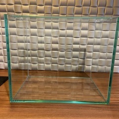 GEXグラステリア250水槽と生体