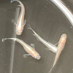 ダイアナ妃(ホワイト)-4匹