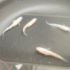 ダイアナ妃(ホワイト)-4匹の画像