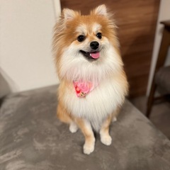 犬友がほしいです！ - 鳥栖市