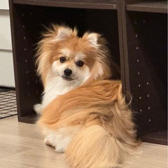 犬友がほしいです！
