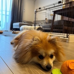 犬友がほしいです！ - 友達