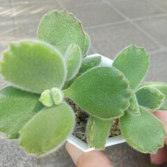 多肉 熊童子🧸の画像