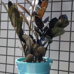ザミオクルカス　レイヴン　鉢植え