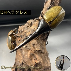 【ペア】♂180mm up血統 DHヘラクレス♂152mm♀65...