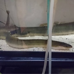 生きた天然ウナギ　水槽　サイズいろいろ　飼育用の画像