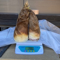 【本日収穫】たけのこ 約4kg 2本 早い者勝ち