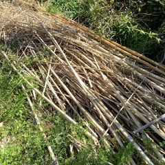 竹　廃材　薪の画像