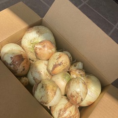 決まりました　サラダ玉ねぎ約2.1本日限定