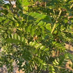 草刈り、伐採、抜根