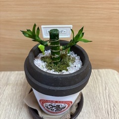 観葉植物(キングバンブー)
の画像