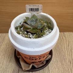 観葉植物(ブルーサプライズ)
の画像