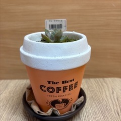 観葉植物(ブルーサプライズ)
