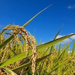 農作業、手伝います【短期】
