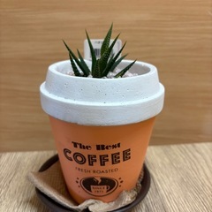 観葉植物(ハオルチア)