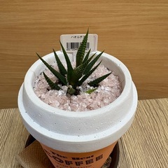 観葉植物(ハオルチア)の画像