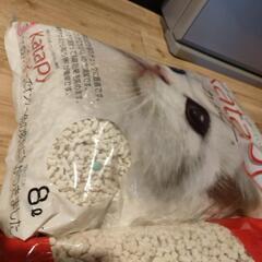 固まる猫砂　カタピーの画像