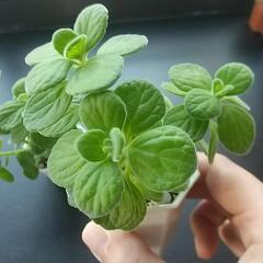 多肉 アロマティカス 自然の虫除け🌸