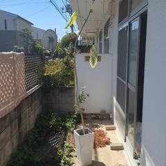 一時停止　ウンベラータ